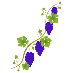 Ornament of a vine with a branch, leaves and bunches with berries on a white background. Decorative element for your design.