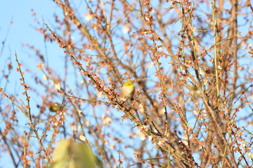 メジロ　宇都宮城址公園