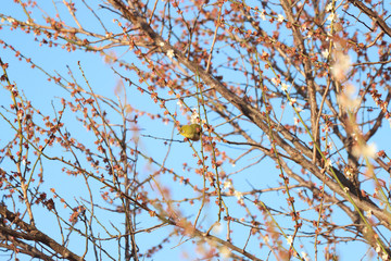 メジロ　宇都宮城址公園