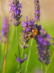 abeille lavande