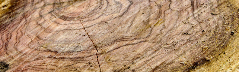 wood texture of tree and bark