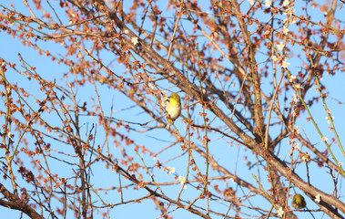 メジロ　宇都宮城址公園