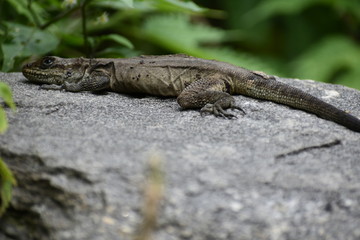 Manali Nature Photography 
