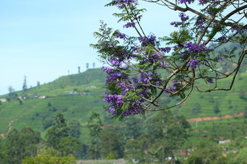 purple with violet flamboyant flowers