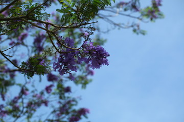 purple with violet flamboyant flowers