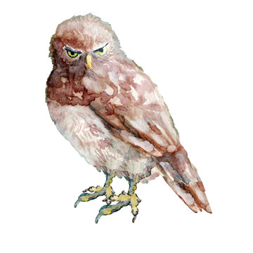 Little owl drawing by watercolor, hand drawn illustration
