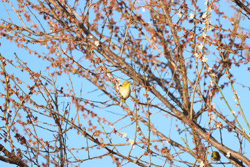メジロ　宇都宮城址公園