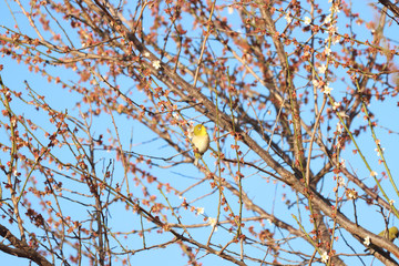 メジロ　宇都宮城址公園