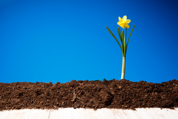 Background of spring flowers for card for the holiday, spring flowers daffodils Easter Decoration