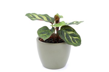 Calathea Makoyana, Peacock Plant