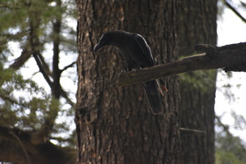 Manali Nature Photography 