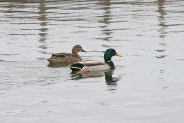 two ducks on the lake