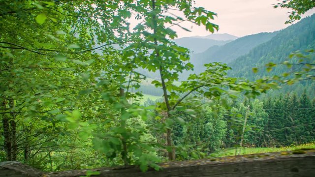 Capture of green vegetation in Topla Valley, Crna na Koroskem, Slovenia