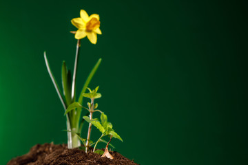 Background of spring flowers for card for the holiday, spring flowers daffodils Easter Decoration