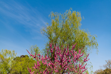 青空と柳と花桃