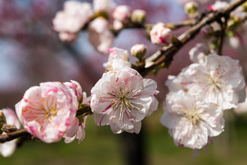咲き誇る花桃