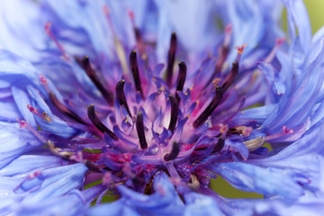 purple flower © skazar