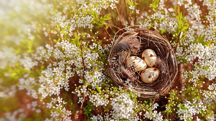 Congratulations on Easter. Bird's nest on a flowering tree. Happy easter!