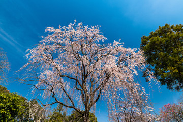 青空に咲き誇る枝垂れ桜