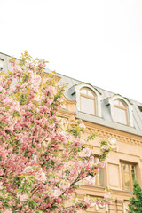 Warm and Sunny Spring in Paris. Blossoming Sakura tree and typical Parisian building. Spring day at cherry blossom season