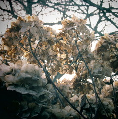 In Bloom
