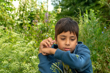 Boy caught a praying  a grasshopper in the forest and view it with curiosity.  Summer holidays for children.