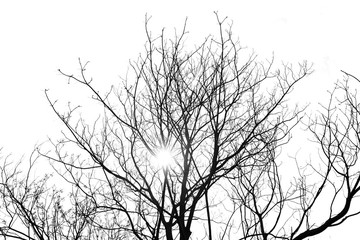 Silhouette isolated tree on white background with sun light.