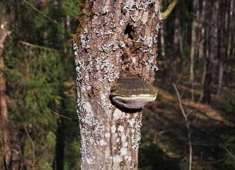 An old mushroom tinder fungus grows on a tree. Tree bark closeup covered with fungal growths.