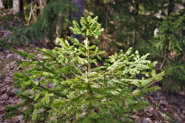 Young X-mas tree. Small spruce growing.