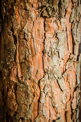 The texture of the tree bark. The trunk of an old tree. Background. Brown tree bark at the sun.