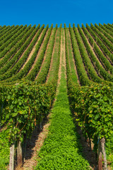 Fototapeta na wymiar rows of grapevine
