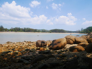 cows on the beach