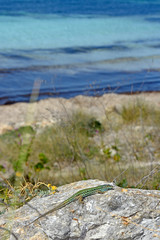 Pityuseneidechse (Podarcis pityusensis formenterae) auf Formentera, Spanien / Ibiza wall lizard on...