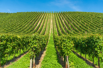 Fototapeta na wymiar vineyard with rows of grapevine