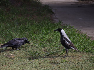 A black crow and a black and white magpie face off one another in a melbourne park 