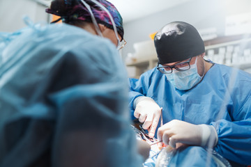 Doctors with surgical tools in hands making surgery in operation room. Health care or veterinary...