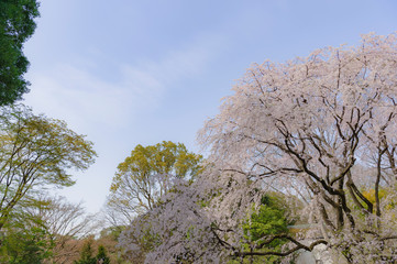 Obraz premium 東京都文京区駒込の日本庭園の満開の大きなしだれ桜と青空
