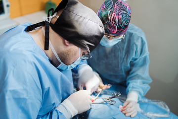 Doctors with surgical tools in hands making surgery in operation room. Health care or veterinary...