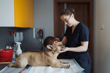 Vet taking care of the dog before surgery.