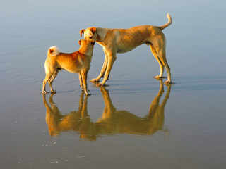 dog in the water