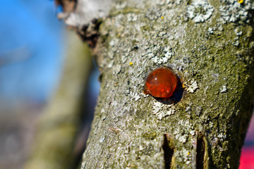 Fototapeta premium Solid amber resin drops on a tree trunk.