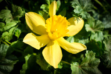 yellow daffodil flower blooming in the spring on green background macro. selective focus