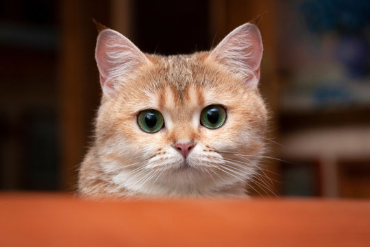 A Golden cat with charming green eyes