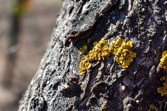 Xanthoria parietina macro. Yellow lichen on the bark of a tree- selective focus