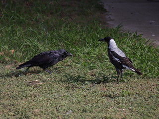 A black crow and a black and white magpie face off one another in a melbourne park 