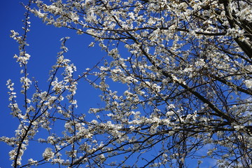 Äste und Zweige mit weißen Blüten vor blauem Himmel