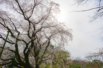 東京都文京区駒込の日本庭園の満開の大きなしだれ桜