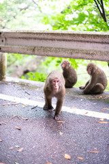 Groupe de macaques sur la route
