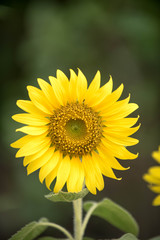Obraz premium Close up of sunflower, Sunflower flower of summer in field, sunflower natrue background