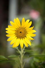 Close up of sunflower, Sunflower flower of summer in field, sunflower natrue background